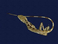 藏品(黃口攀蜥)的圖片